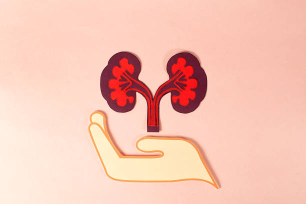 間充質(zhì)干細胞治療腎?。翰煌瑒┝颗c給藥途徑會(huì )影響療效嗎？