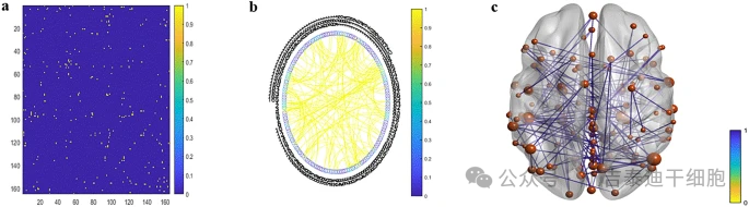 圖5:(a) 加權鄰接矩陣和 (b) 循環(huán)網(wǎng)絡(luò )顯示多發(fā)性硬化癥組在治療6個(gè)月后的連接增加。 