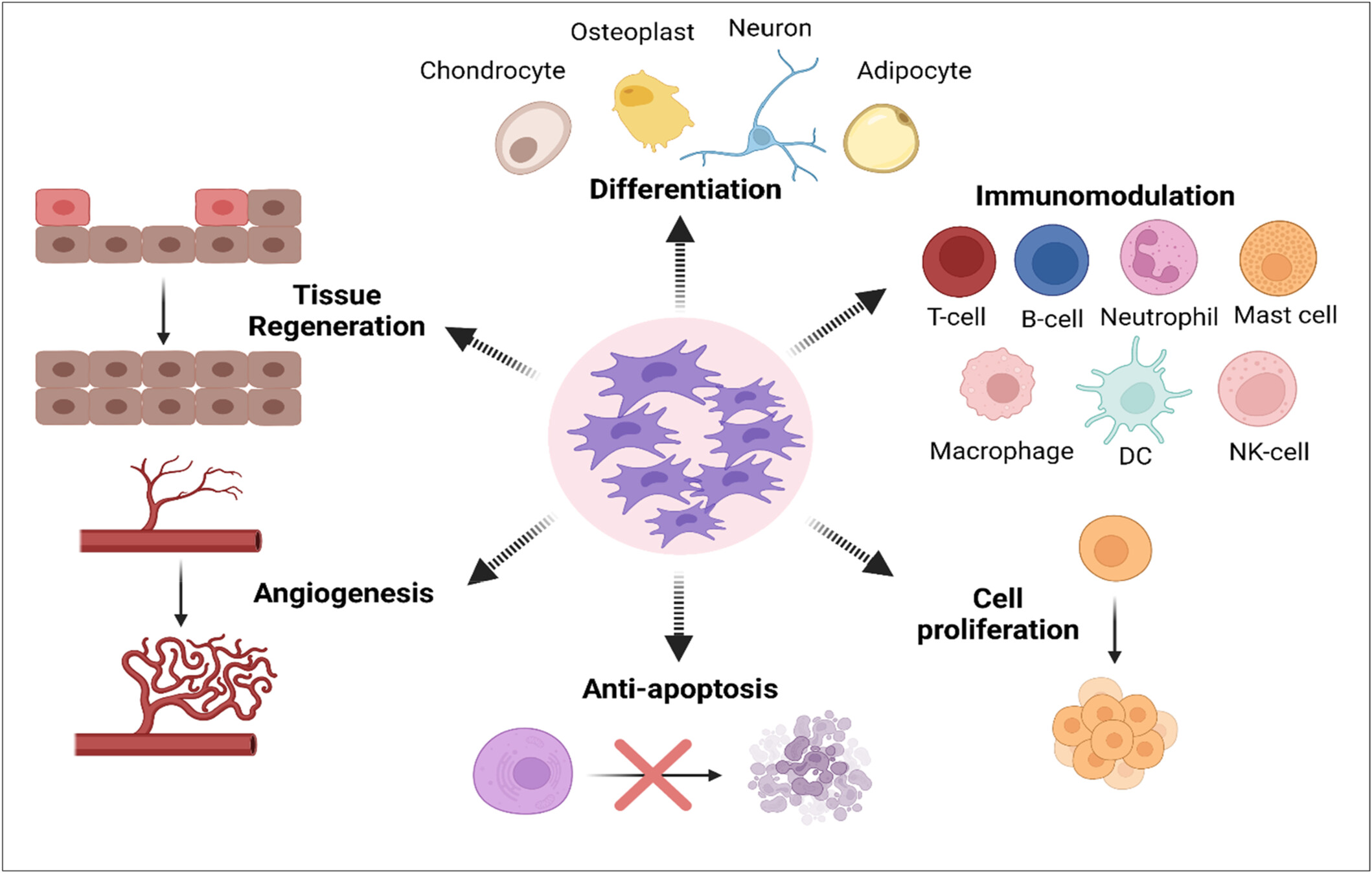 圖2：間充質(zhì)干細胞 (MSC) 的生物學(xué)作用。