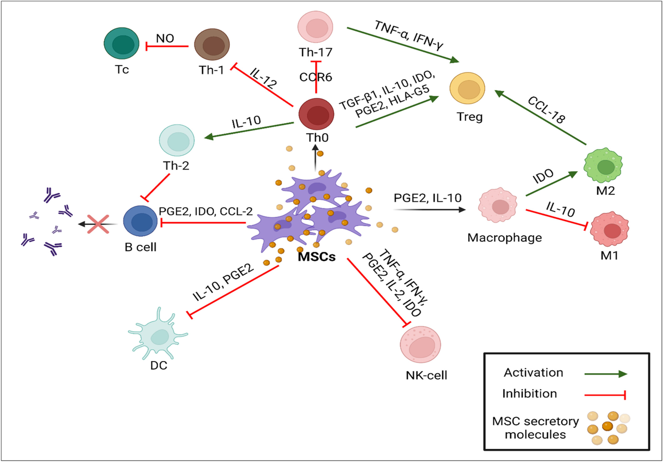 圖1：MSCs的免疫調節作用。