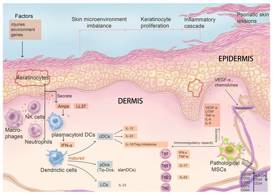 圖3：病理性間充質(zhì)干細胞與關(guān)鍵免疫系統細胞及銀屑病發(fā)病因素的影響及相互作用。