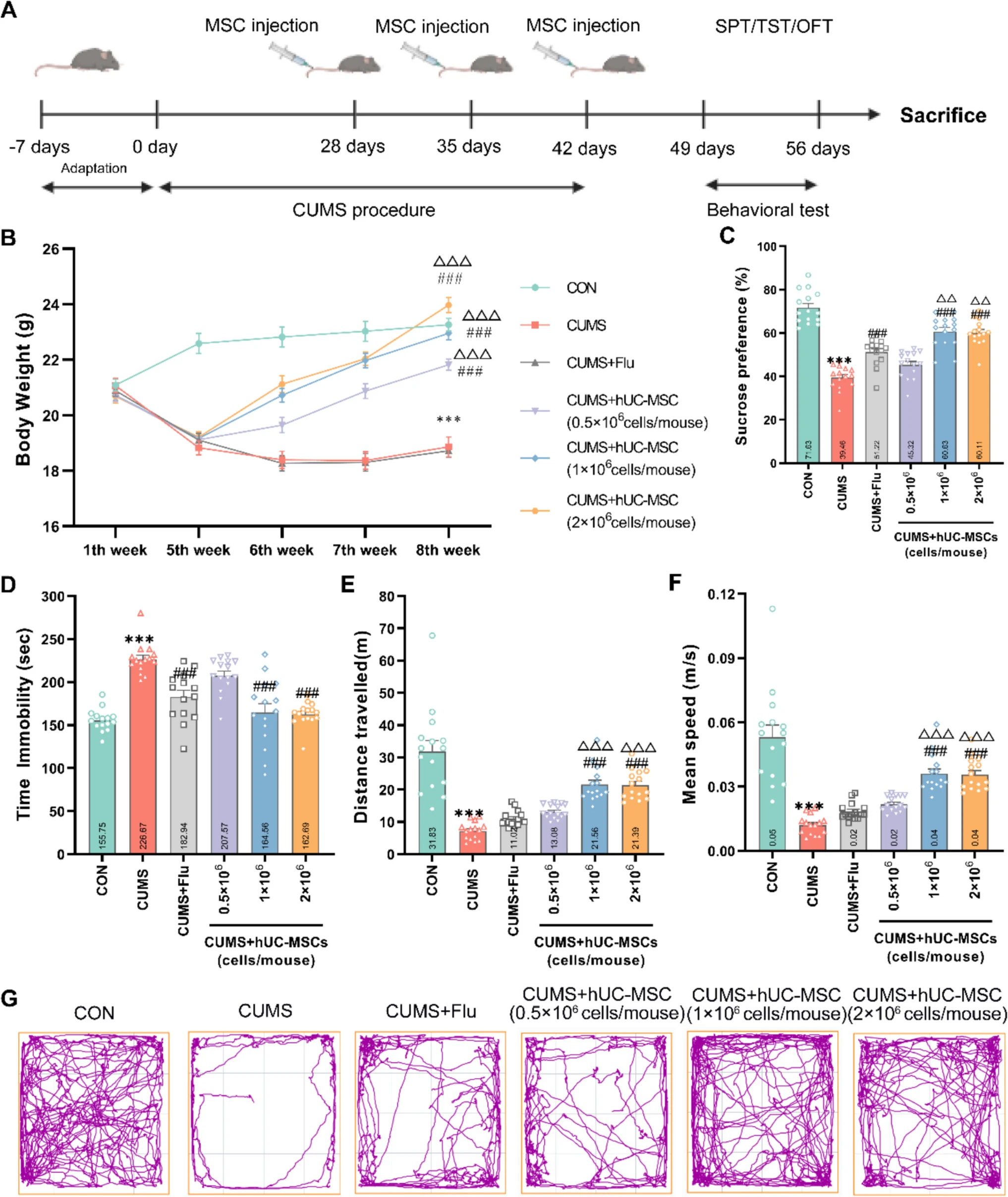 圖1：hUC-MSCs改善了CUMS引起的抑郁和焦慮樣行為。