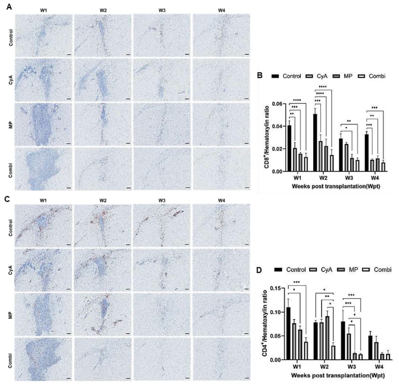 圖5：移植異種NSC的免疫抑制C57BL/6小鼠紋狀體中CD8+和CD4+T淋巴細胞的組織學(xué)分析。