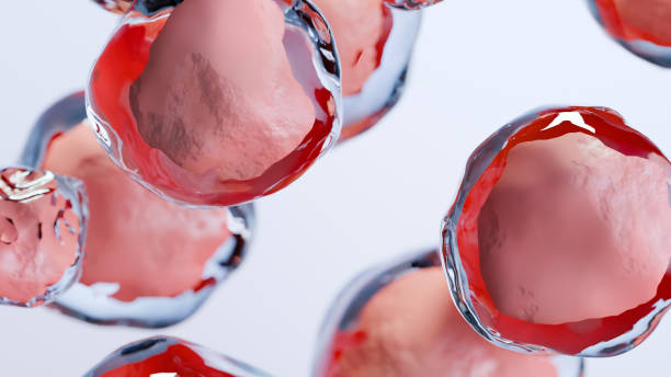 臍帶血干細胞移植的優(yōu)缺點(diǎn)有哪些：30kg以下首選，成人應用存在瓶頸