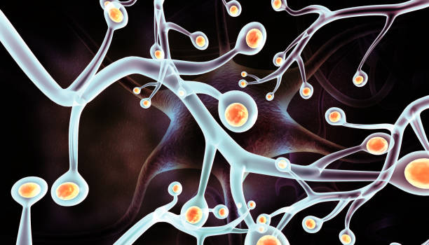 從靜息到激活：靶向腦室下區的神經(jīng)干細胞實(shí)現帕金森病原位神經(jīng)再生