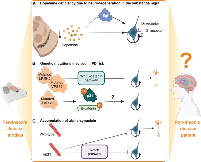 圖4：影響成人神經(jīng)發(fā)生的帕金森病病理特征