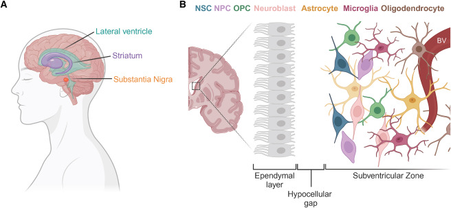 圖2：人類(lèi)SVZ示意圖