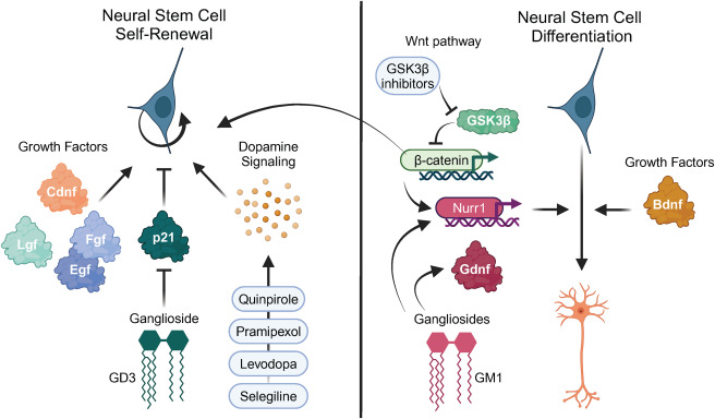 圖5：促進(jìn)神經(jīng)發(fā)生作為帕金森病治療方法的策略