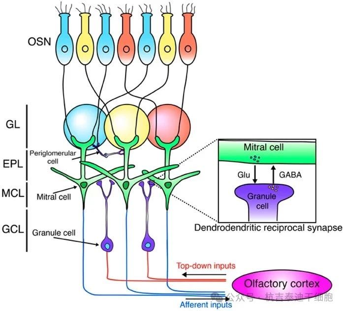 圖2：這是嗅球神經(jīng)網(wǎng)絡(luò )的示意圖。