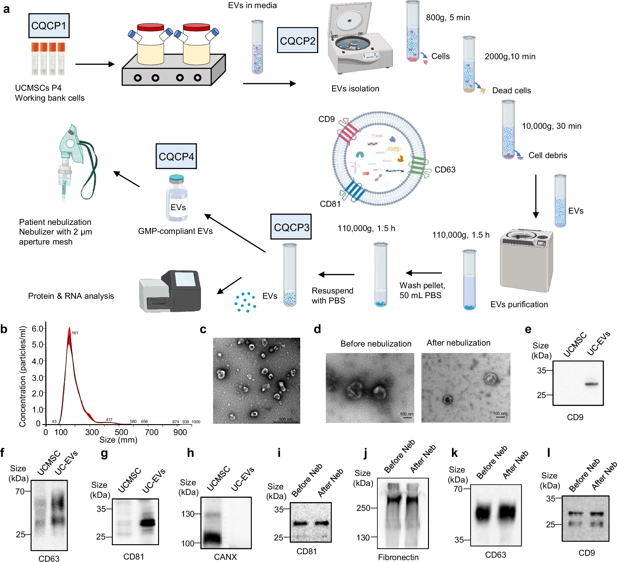 圖1：hUCMSC-EVs的制造和特性。