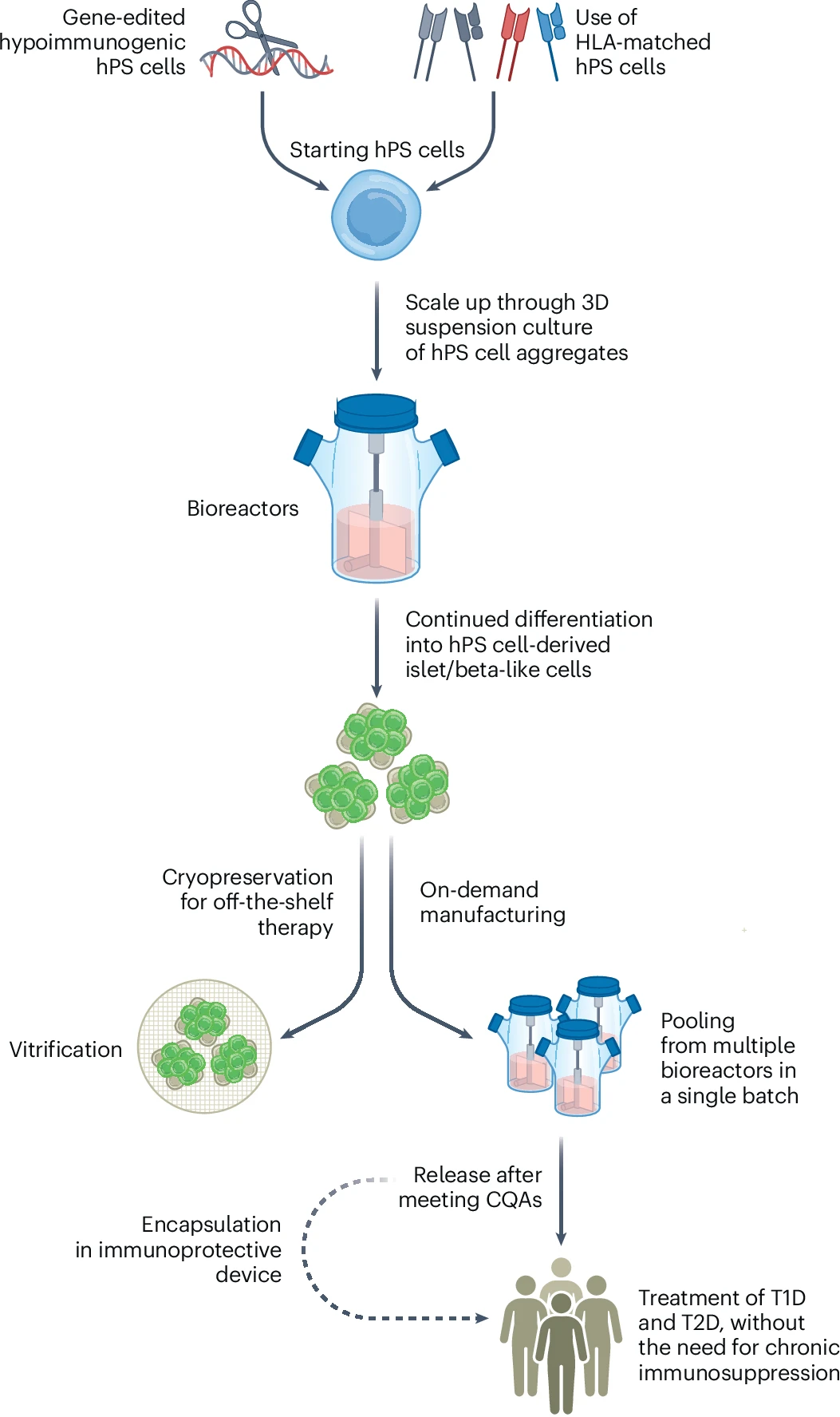 圖3：hPS細胞衍生的胰島/β樣細胞療法的設想制造過(guò)程。