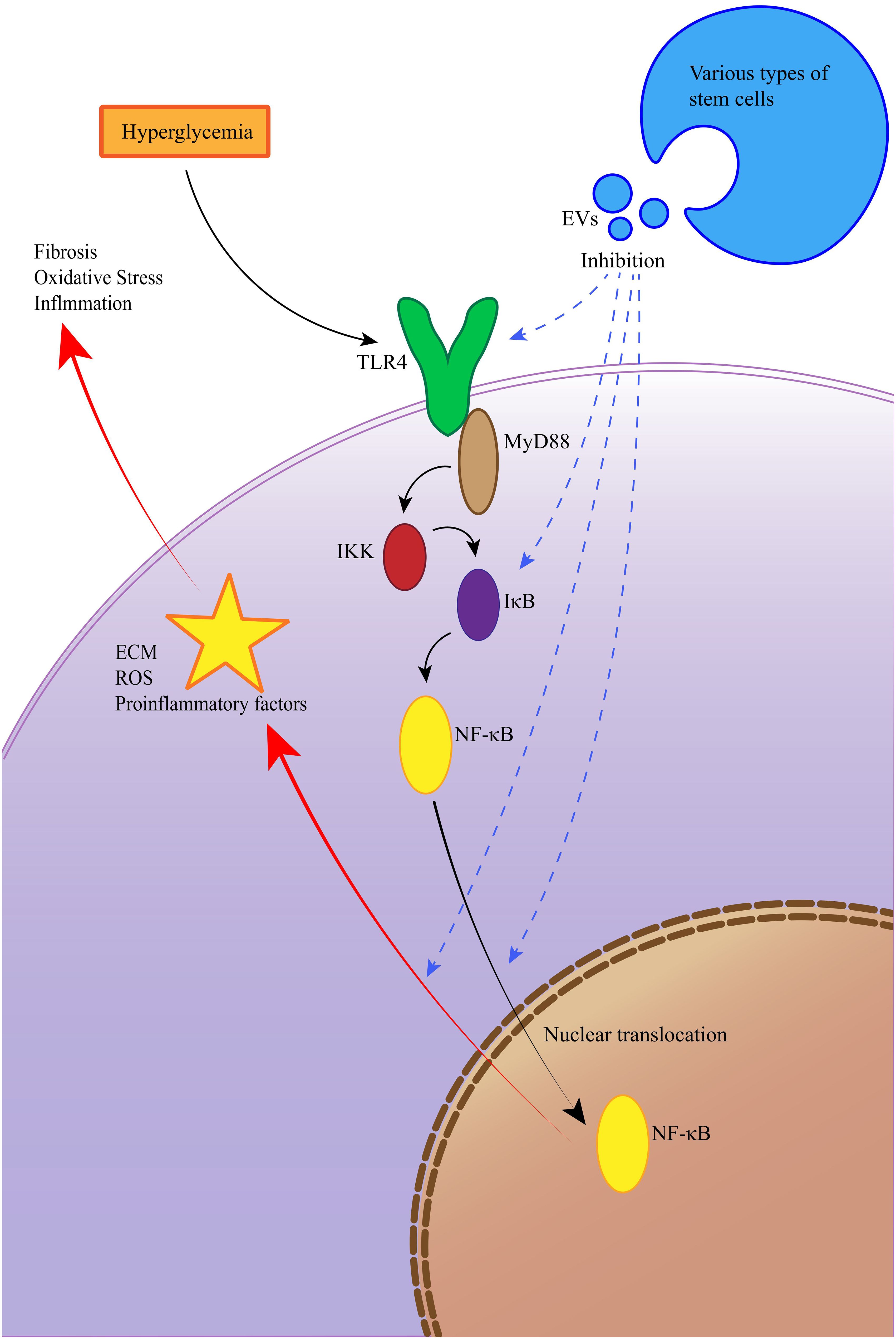 圖10：EV通過(guò)抑制TLR4/NF-κB信號通路改善糖尿病腎病