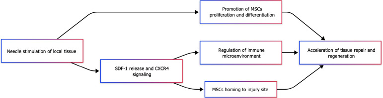 圖2：針刺與間充質(zhì)干細胞協(xié)同機制示意圖。