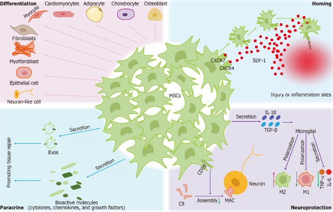 圖2：間充質(zhì)干細胞的治療機制。