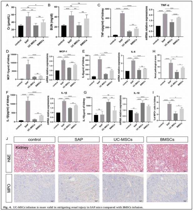 圖4：UC-MSCs輸注較BMSCs輸注更能有效減輕SAP小鼠的腎臟損傷。