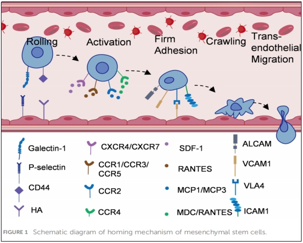 MSCs歸巢機制示意圖