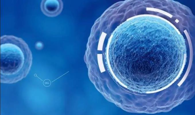 間充質(zhì)干細胞治療新策略：藥物遞送、腫瘤治療、免疫調節與臨床轉化的應用前景