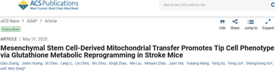 間充質(zhì)干細胞來(lái)源的線(xiàn)粒體轉移通過(guò)谷胱甘肽代謝重編程促進(jìn)中風(fēng)小鼠尖端細胞表型