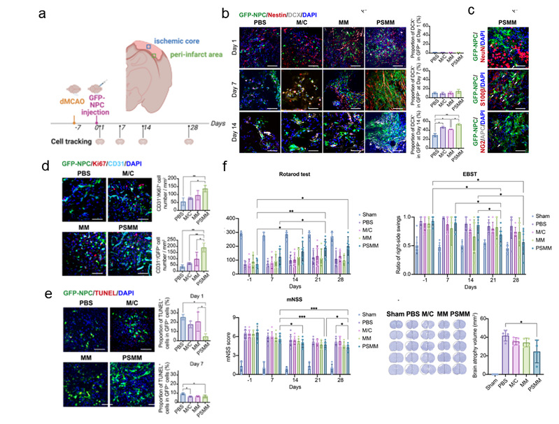 負載NPCs的PSMM-基質(zhì)復合支架促進(jìn)大鼠卒中后損傷修復