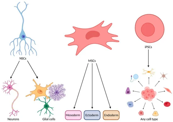圖2：MSCs在A(yíng)LS治療中的作用機制