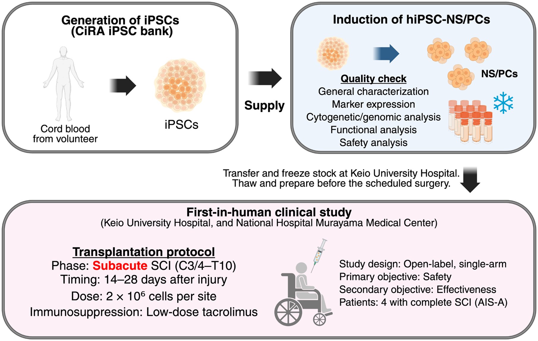 圖1：hiPSC-NS/PC制備及首次人體移植治療亞急性脊髓損傷。