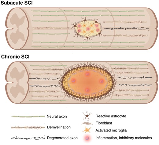 圖2：脊髓損傷后亞急性期和慢性期的病理特征。