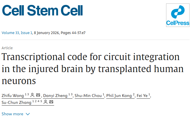 《Cell Stem Cell》新解：修復中風(fēng)腦損傷，干細胞“內在導航”比數量更重要