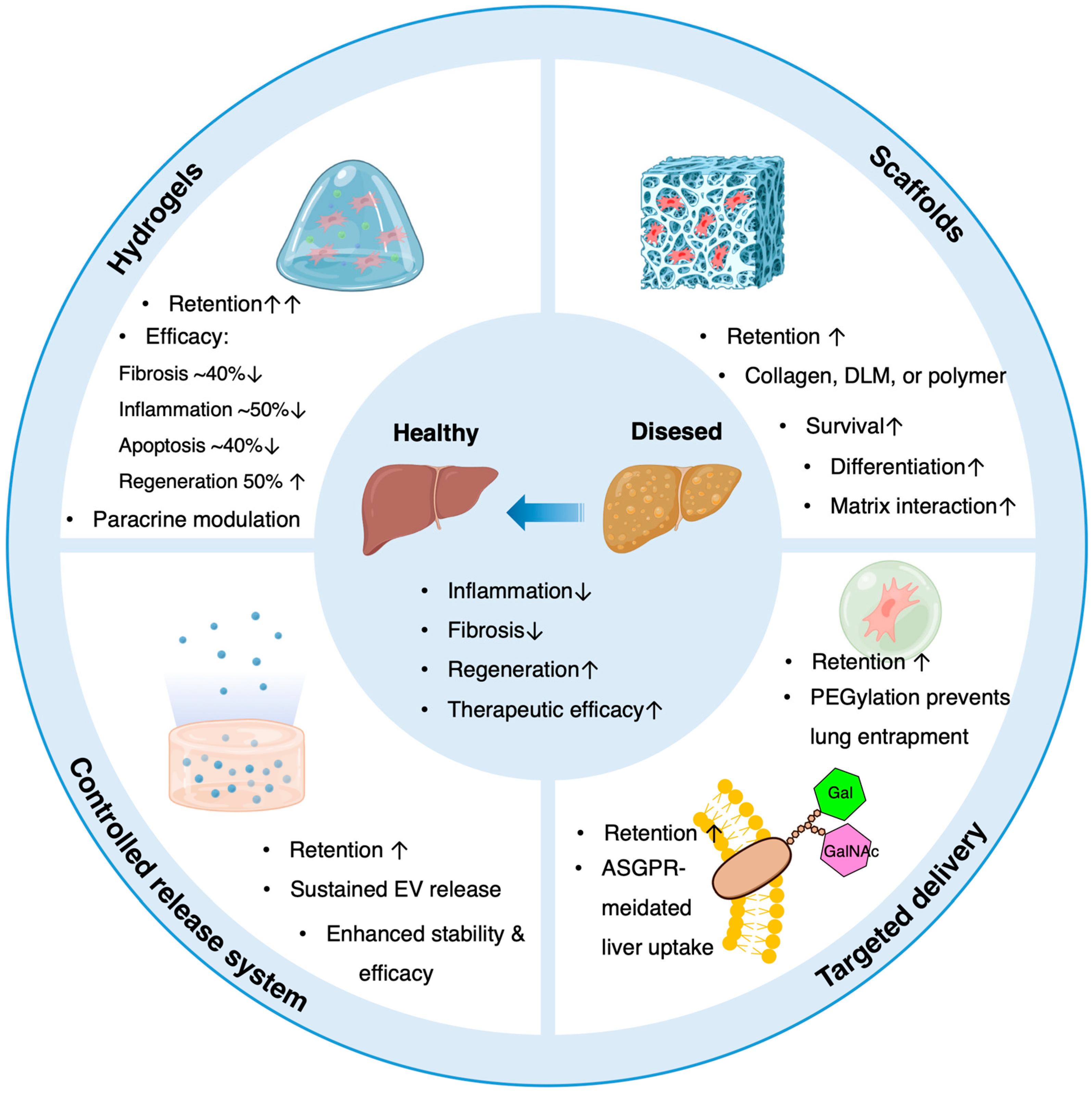 圖3：生物材料輔助策略增強間充質(zhì)干細胞（MSC）和細胞外囊泡（EV）在肝病中的療效。