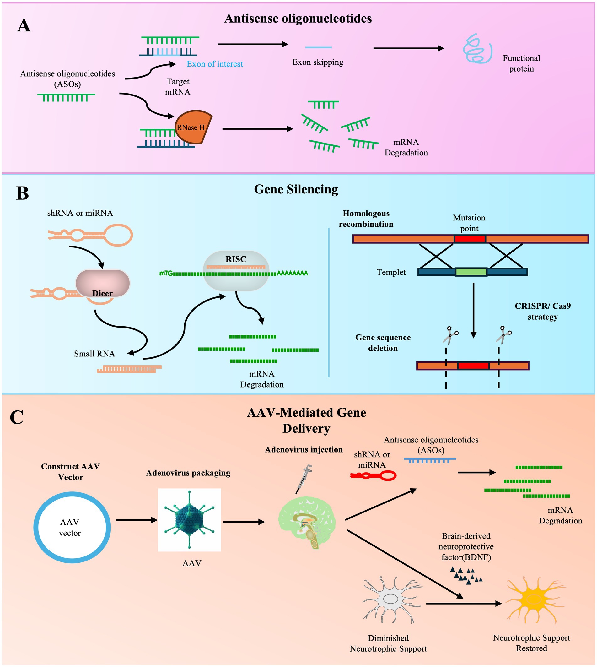 圖3：基因治療ALS方法的示意圖。