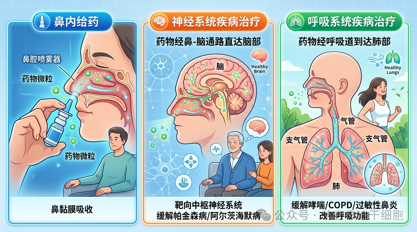 鼻內給藥干細胞治療神經(jīng)系統疾病的系統綜述：安全性可行但療效亟需嚴格RCT驗證