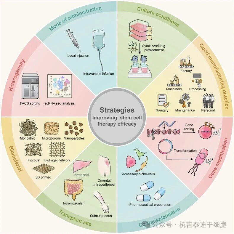 圖7：提高干細胞治療效果的策略。
