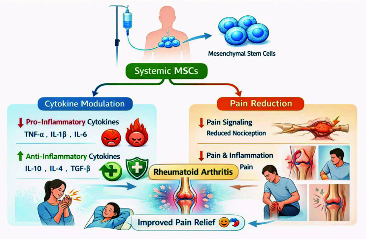 圖3：系統性間充質(zhì)干細胞（MSC）應用對炎癥調節和疼痛減輕的影響。