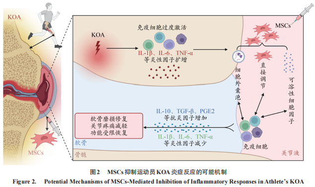 圖2：MSCs抑制運動(dòng)員KOA炎癥反應的可能機制